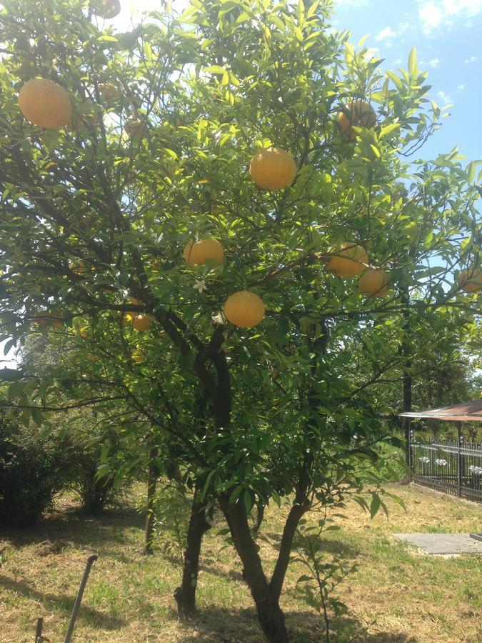 Изабелла Ξενοδοχείο Πιτσούντα Εξωτερικό φωτογραφία